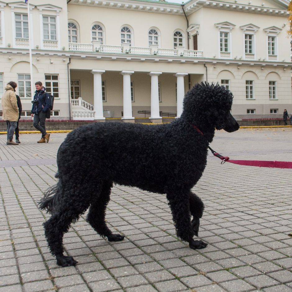 Prie Prezidentūros LGBT bendruomenę palaikė ir žinomi žmonės: žėrė kritiką valstybės vadovui