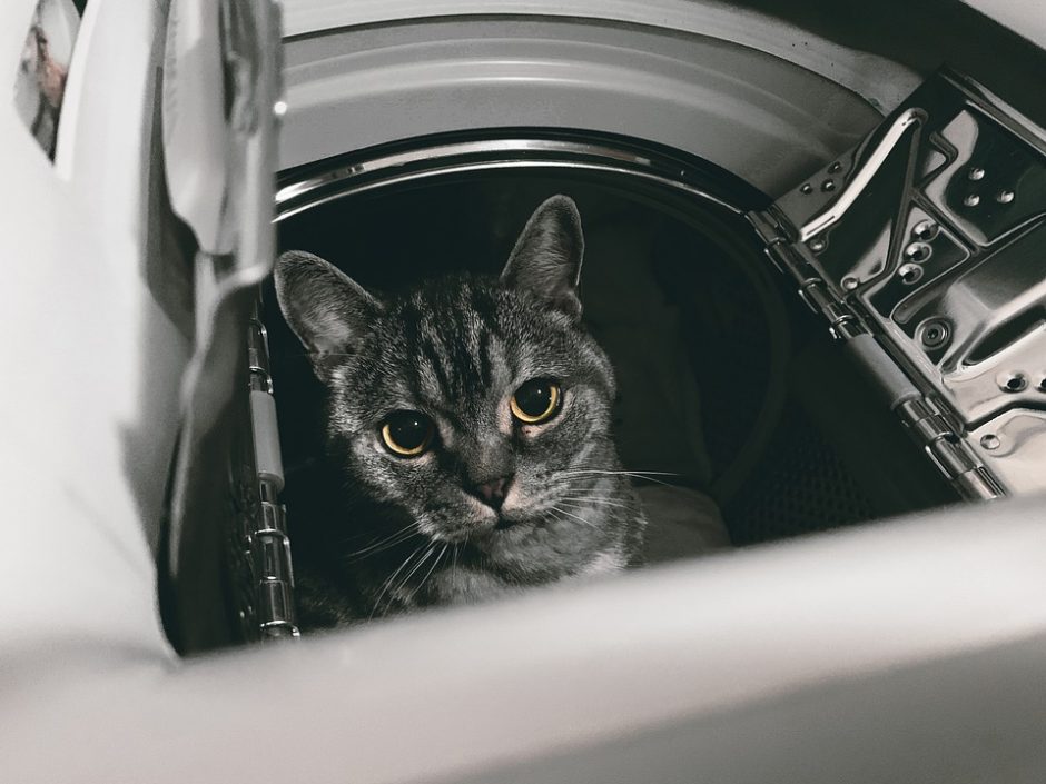Katę skalbinių džiovyklėje nugalabijusiam vyrui skirta įkalinimo bausmė