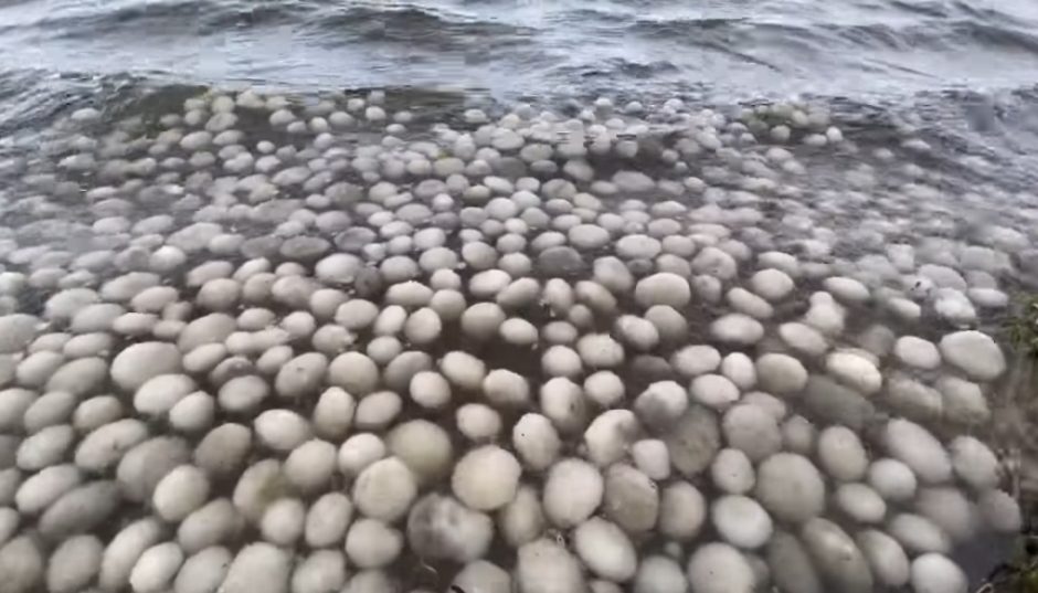 Užfiksavo ežere plaukiojančius „cepelinus“: gamtininkas paaiškino, kodėl jie susidaro