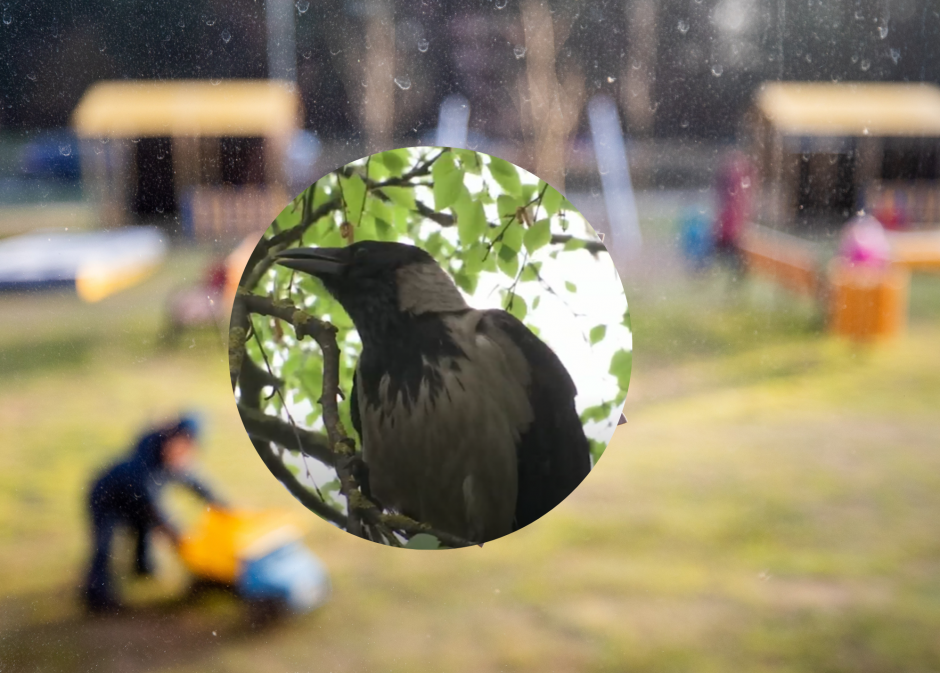 Varna terorizuoja vaikų darželį: paukštis užpuolė valytoją, mažylius vengiama leisti į lauką