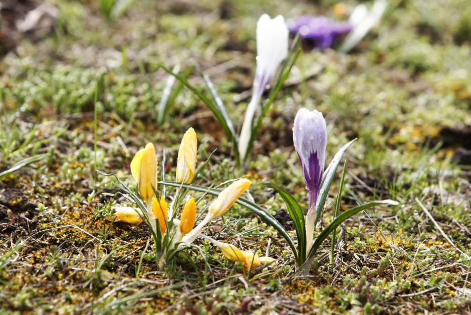 Uostamiestyje pamažu juntamas pavasaris: jau tvarkomi gėlynai