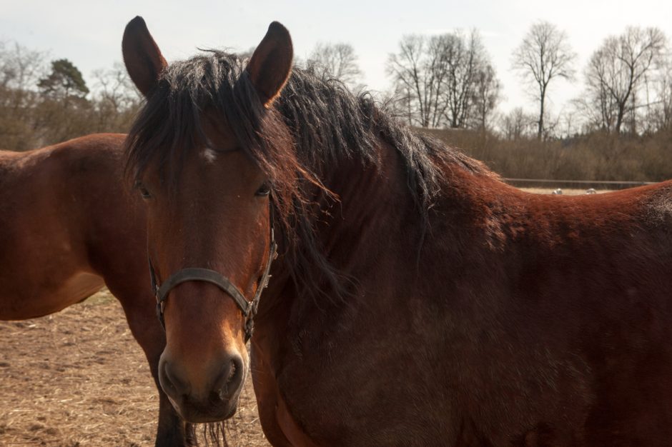 Etnografinės sodybos vizitinėje kortelėje – keturkojai gyventojai