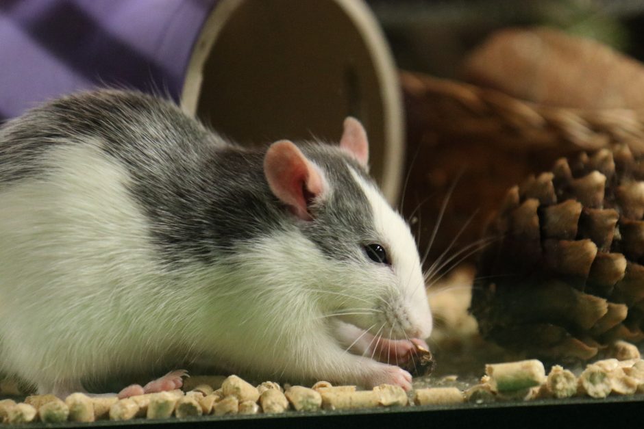 Kokius 2020-uosius pranašauja graužikų būrio atstovės žiurkės?