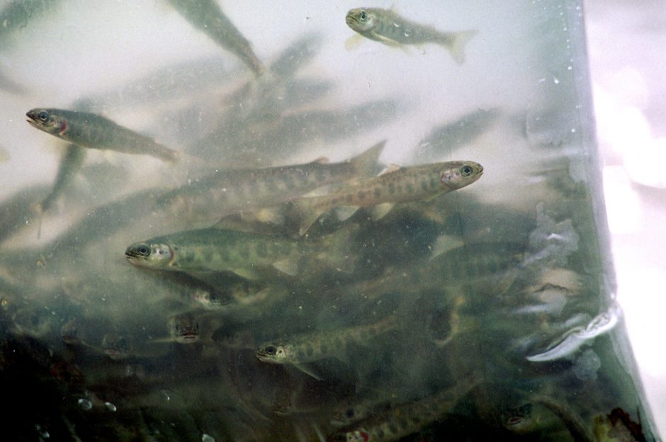 Pernai į šalies vandens telkinius išleista daugiau nei 11 mln. įvairių rūšių žuvų
