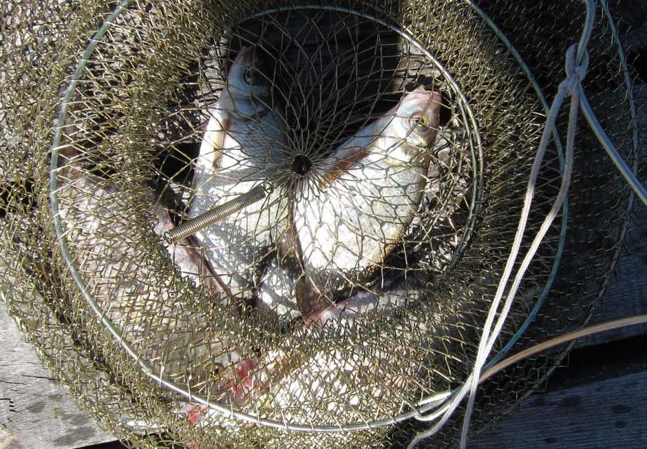 Siūlo uždrausti į verslinės žvejybos įrankius paimti pakliuvusias lašišas ir šlakius