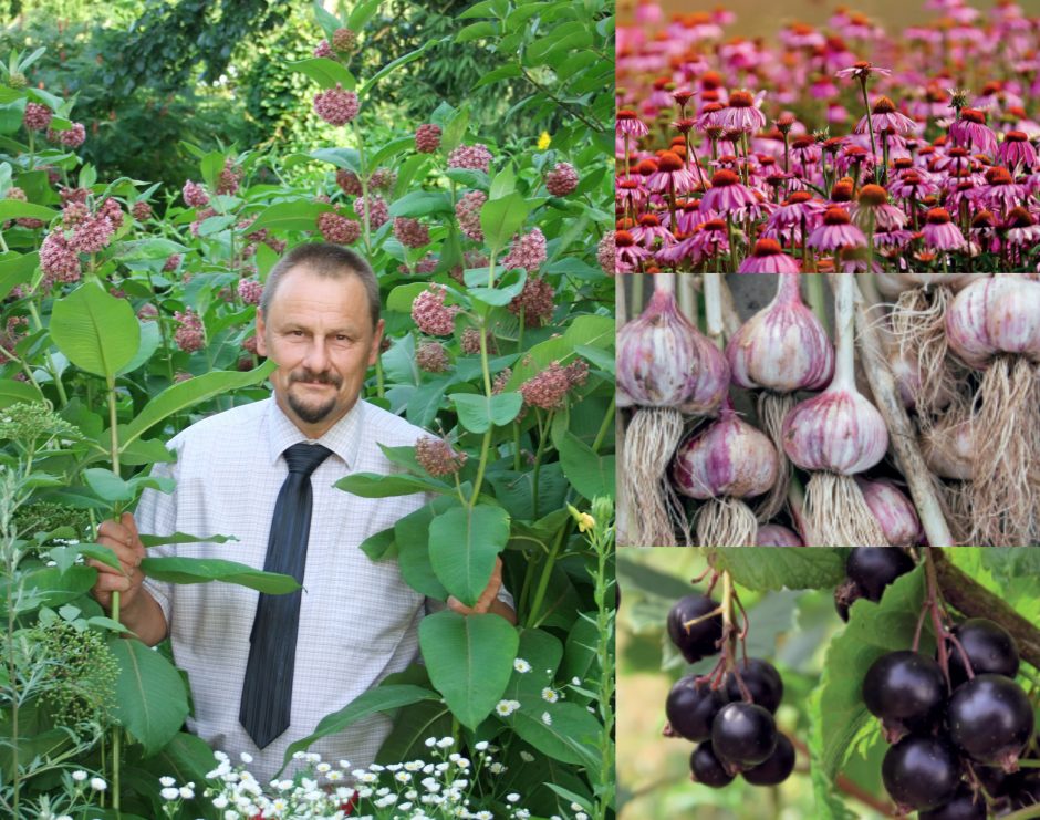 Gamtininkas S. Obelevičius – apie tobulą imuniteto stiprinimo trejetuką