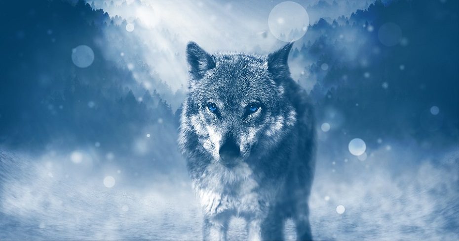 Vilkų medžioklės sezonas artėja prie pabaigos