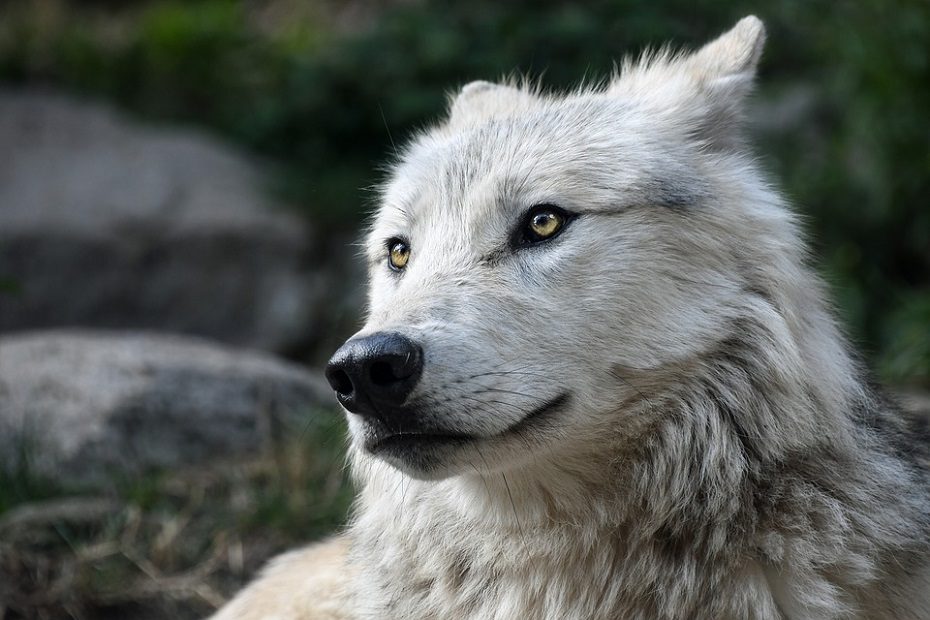 Šį sezoną bus galima sumedžioti 190 vilkų – daugiau nei ankstesnįjį