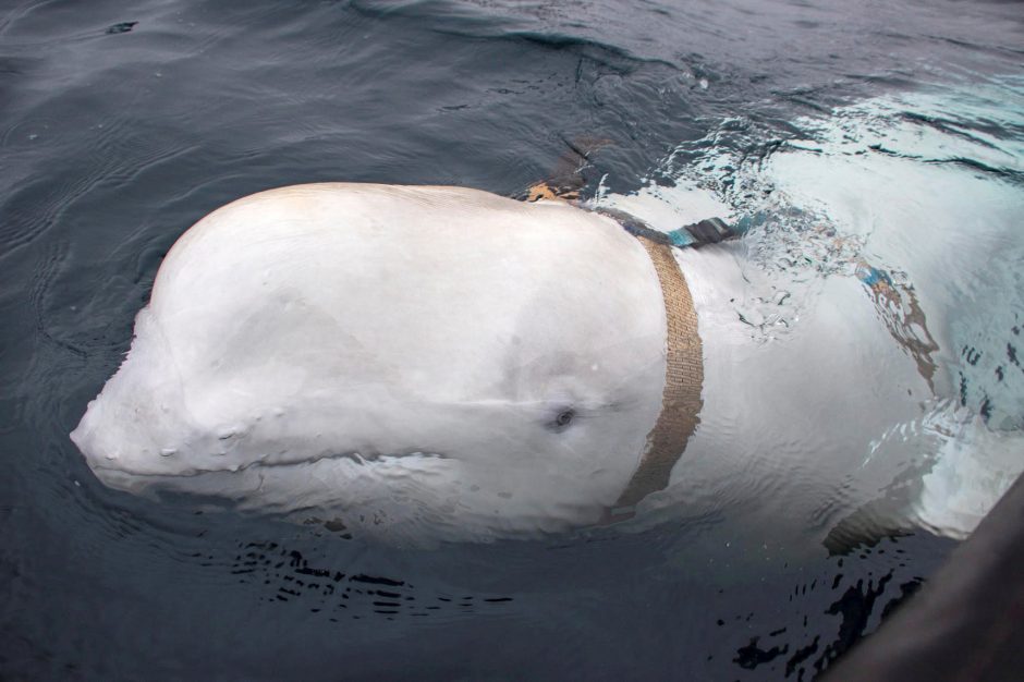 Prie Norvegijos aptiktas baltasis banginis su rusiškais diržais sukėlė nerimą