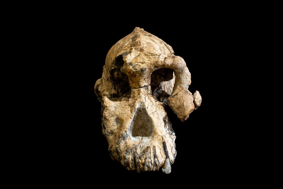 Rasta beveik 4 milijonų metų senumo kaukolė: tai – žmonių evoliucijos ikona
