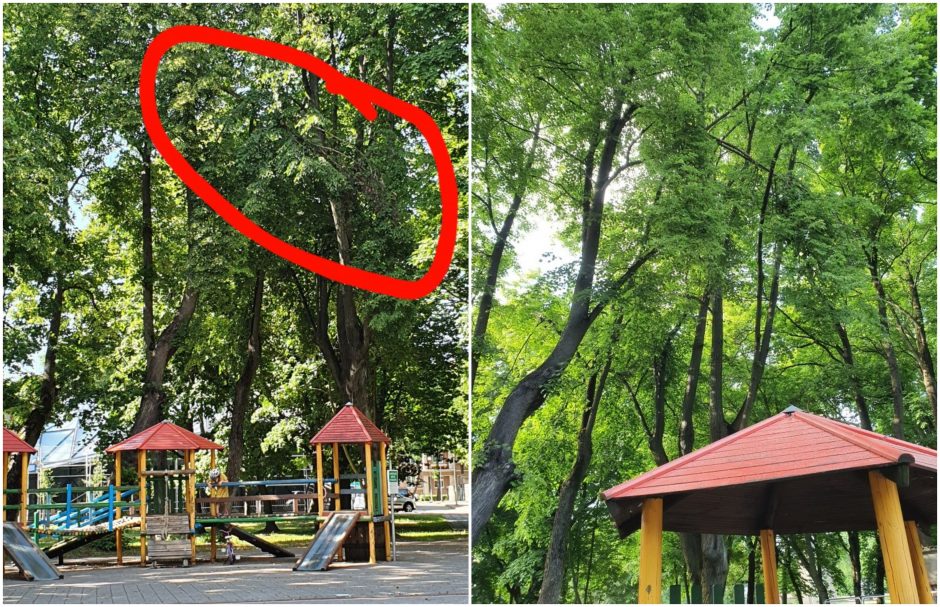 Klaipėdiečiai skundžiasi: nulūžusi medžio šaka vis dar kybo virš vaikų žaidimų aikštelės