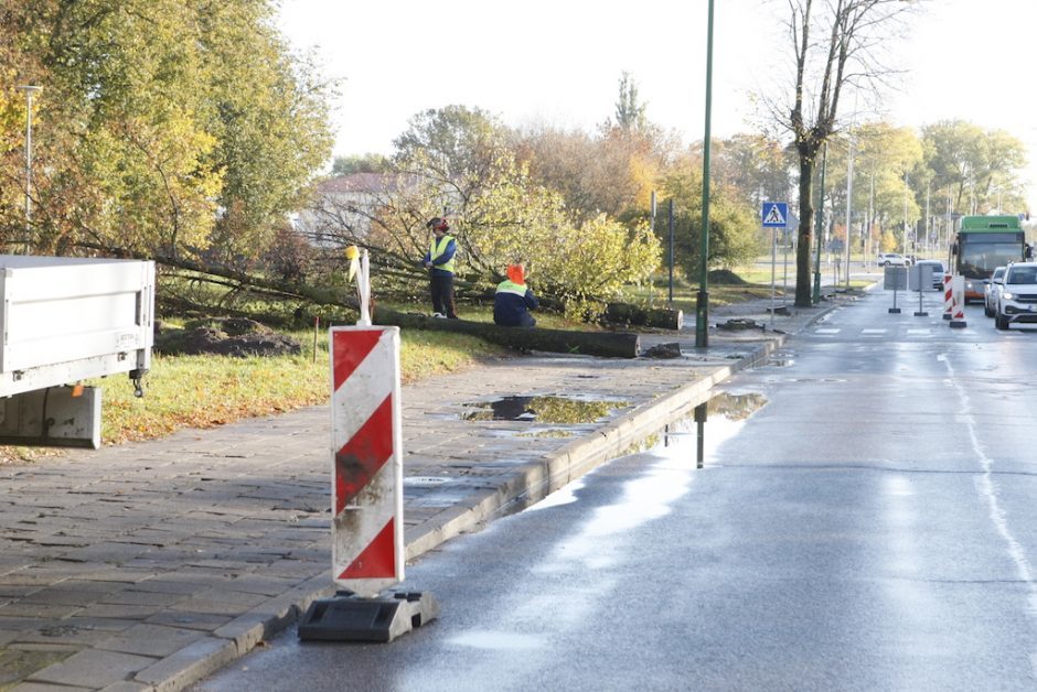 Supuvę medžiai Klaipėdoje – kliūtis remonto darbams