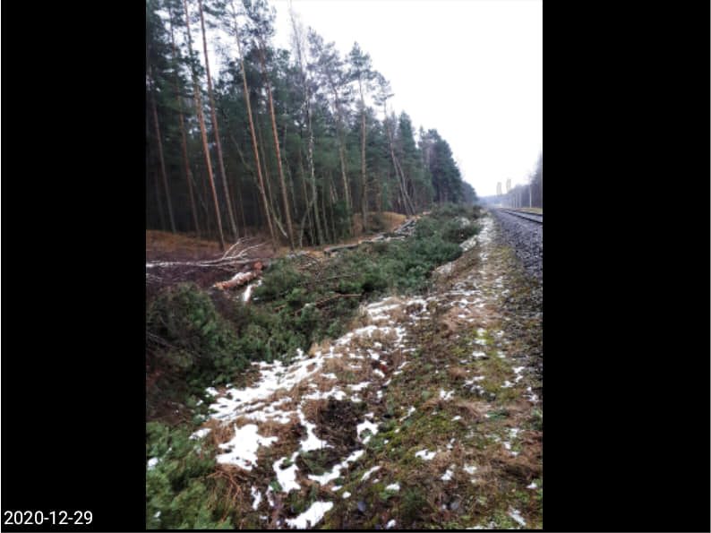 Dėl kertamų medžių Giruliuose – įsiūtis: kas ir kodėl kerta mišką?