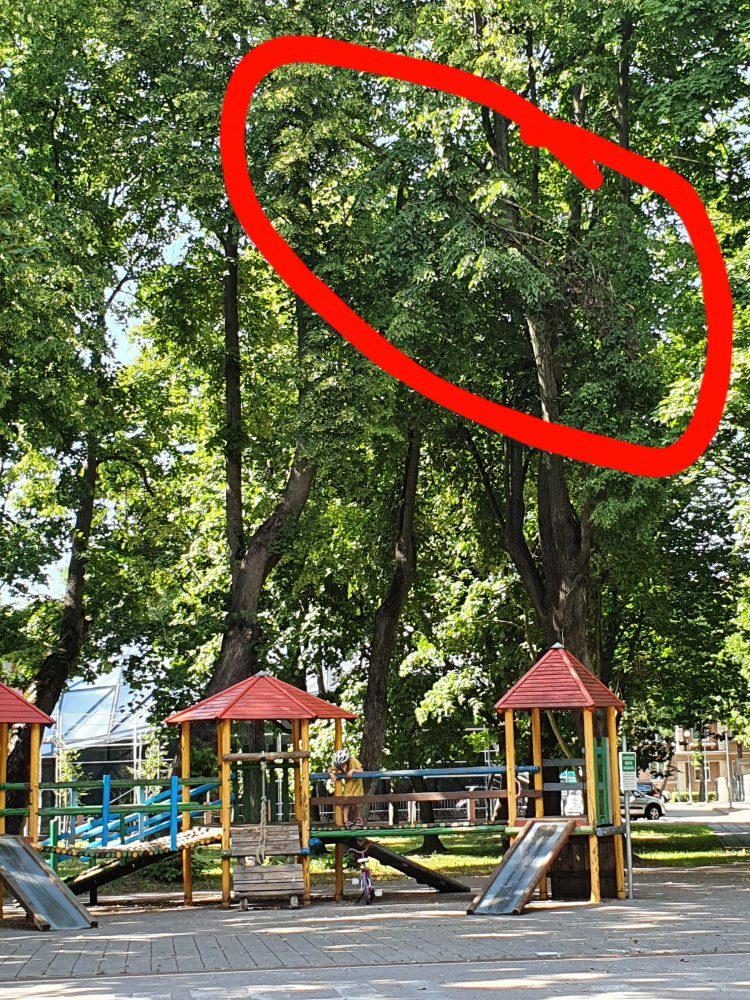 Klaipėdiečiai skundžiasi: nulūžusi medžio šaka vis dar kybo virš vaikų žaidimų aikštelės