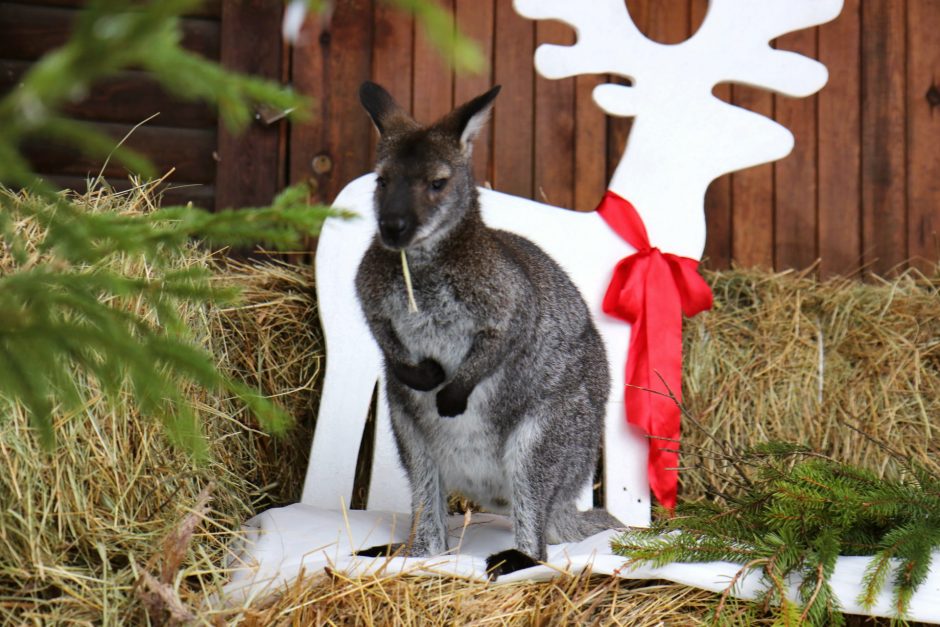 Kas per Kalėdas vyksta Zoologijos sode?