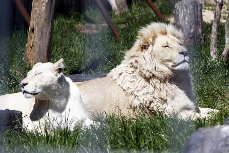 Klaipėdoje įsikūręs zoologijos sodas atvers duris lankytojams