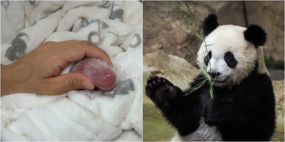 Berlyno zoologijos sodo didžioji panda Meng Meng atsivedė jauniklius