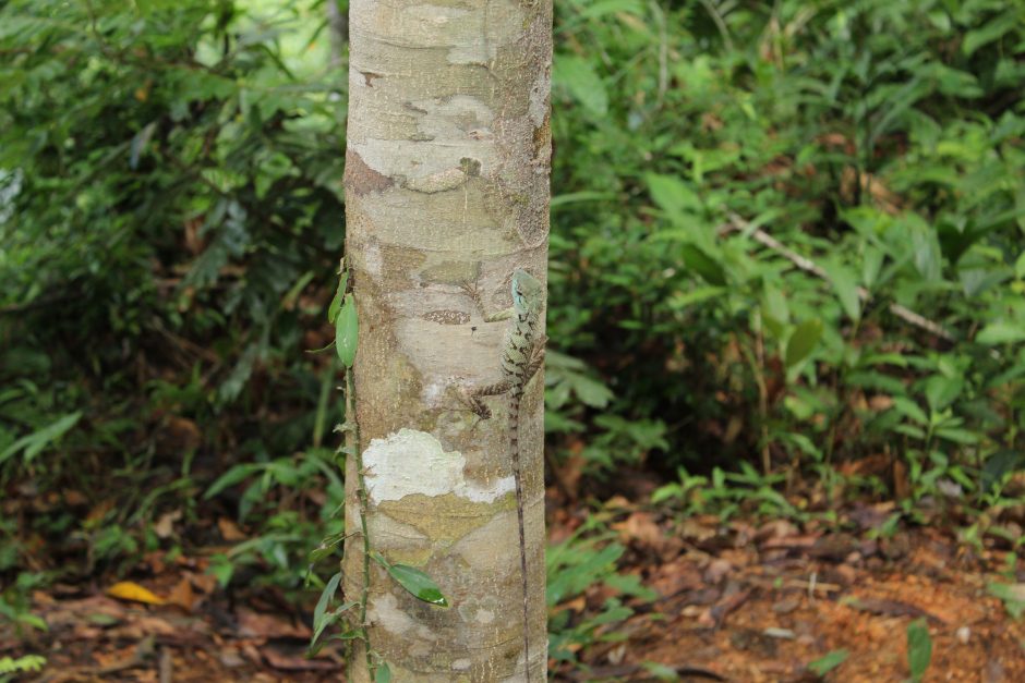 Liaupsėmis apipintas Khao Sok: tarp egzotikos ir baimių