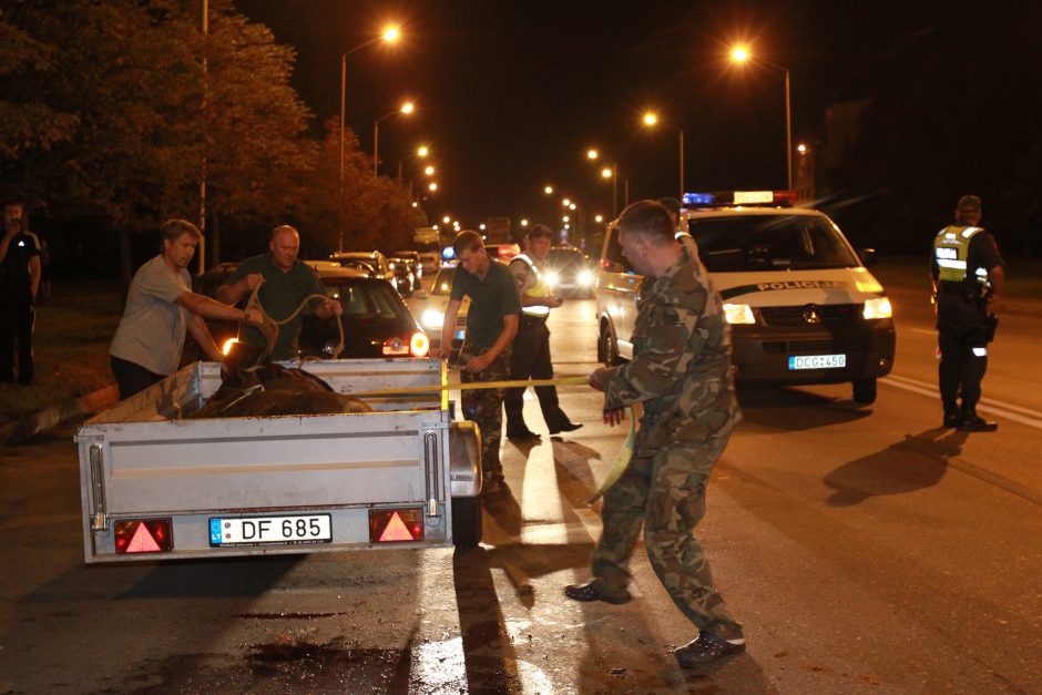 Dėl baisių avarijų kaltina pačius vairuotojus: žmonės įsiveržė į gyvūnų teritoriją