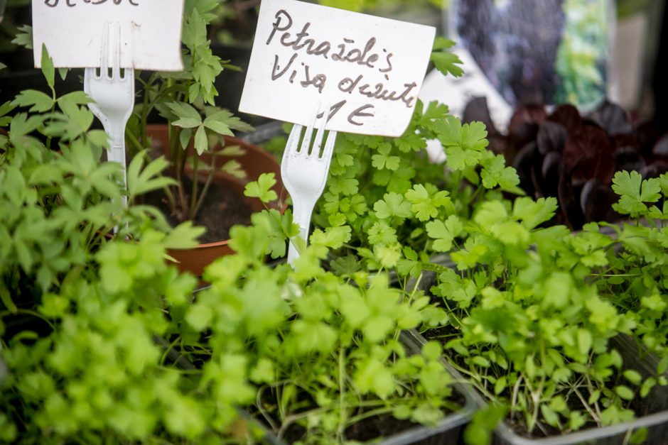 Daigų prekeivis – neviltyje: turgus veikia, bet po žinios apie jo remontą nebeliko pirkėjų