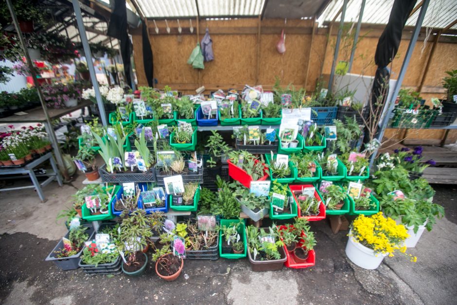 Daigų prekeivis – neviltyje: turgus veikia, bet po žinios apie jo remontą nebeliko pirkėjų