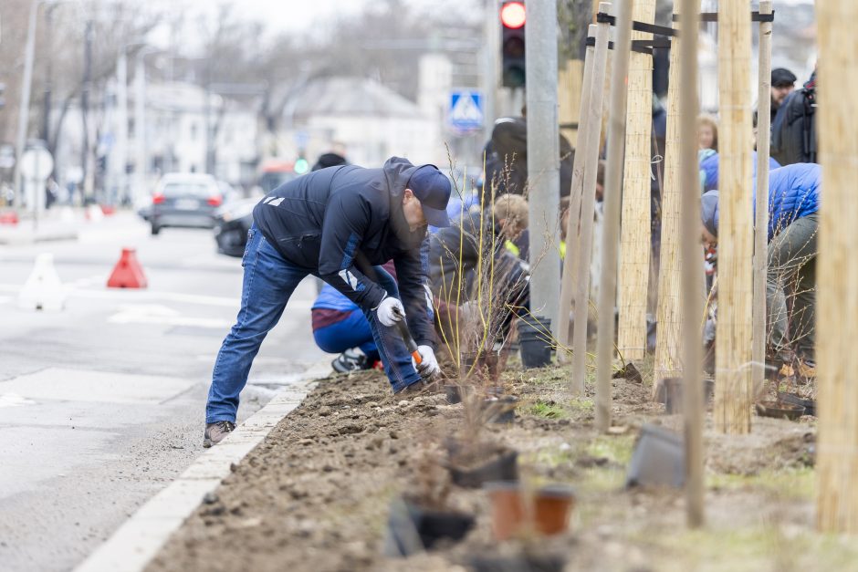 Sostinės meras rengia talką: padėkime Savanorių prospektui sužaliuoti