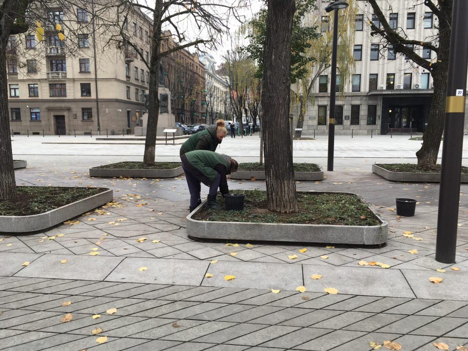 Kaunas jau rūpinasi, kad pavasarį Laisvės alėją užpildytų narcizų grožis