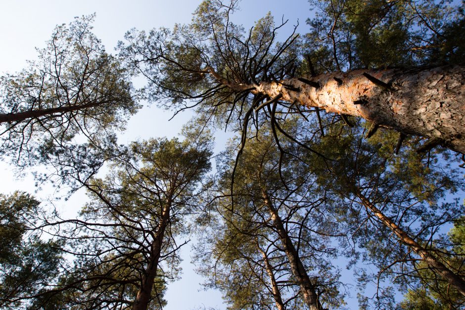 Tauragės rajono savivaldybė sodins naują mišką