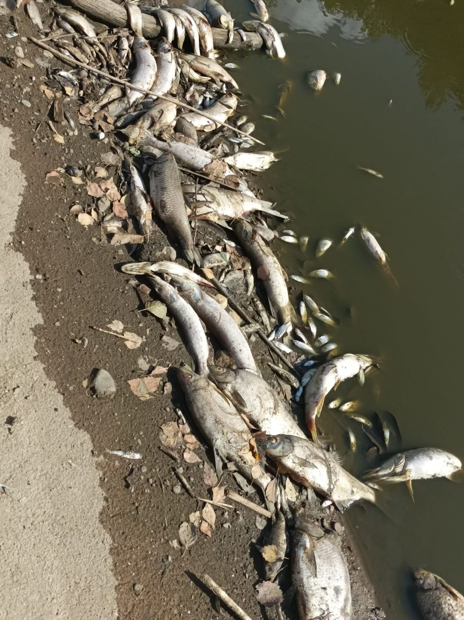 Kazlų Rūdoje atšaukta ekstremali situacija dėl tvenkinyje išgaišusių žuvų