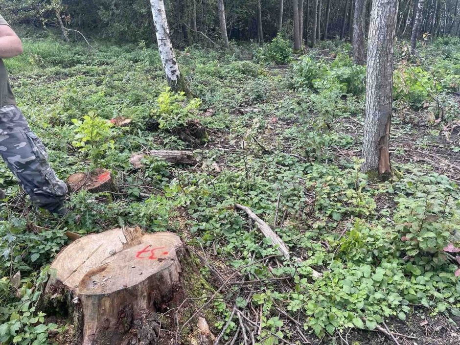 Palangos meras kreipėsi į prokuratūrą: brutaliai iškirsta daugiau kaip tūkstantis medžių