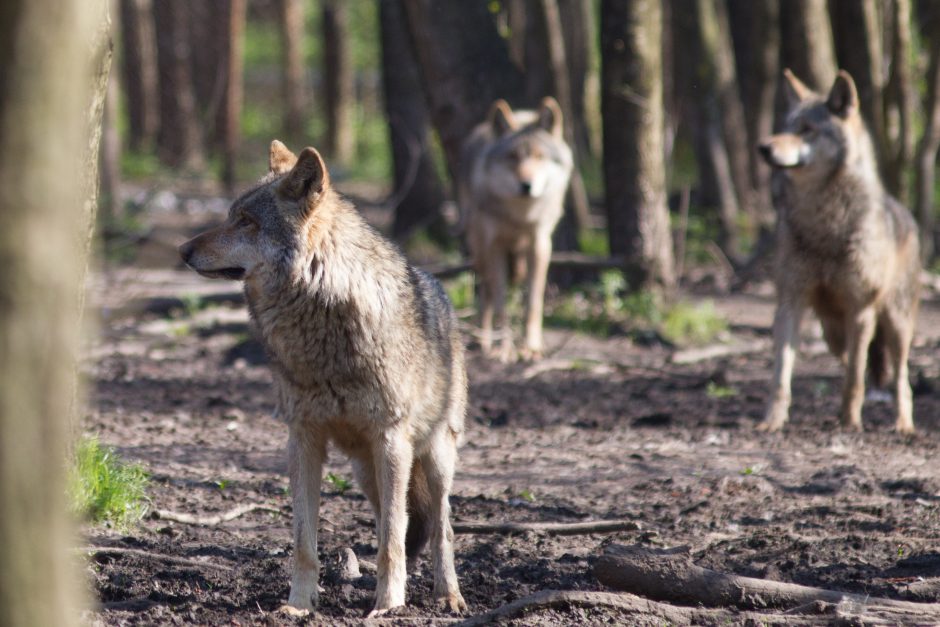 Naująjį sezoną siūloma leisti sumedžioti 282 vilkus