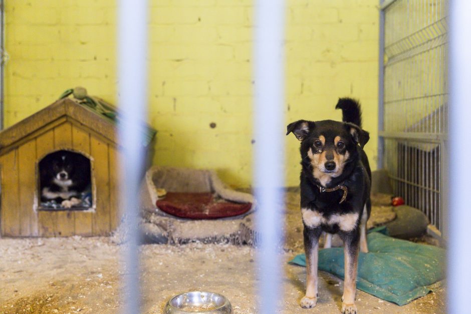 Šiaulių rajono gyventojos namuose – tragiškos būklės šuo, įaugusi net apykaklė