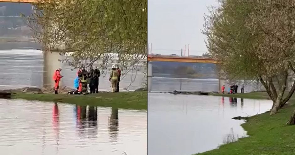 Neryje, netoli P. Vileišio tilto, rastas skenduolis