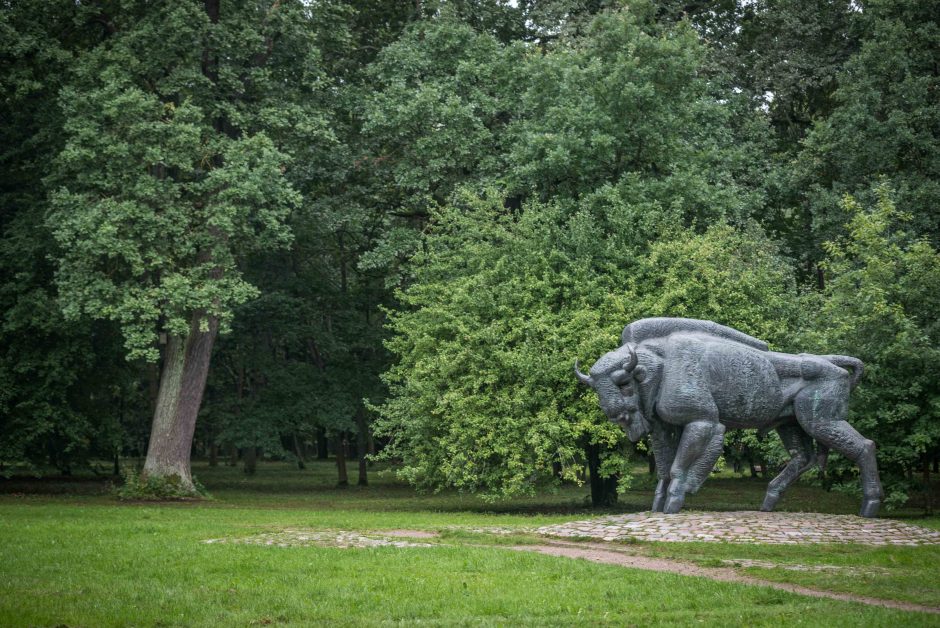 Pristatys Ąžuolyno tvarkymo projektą: kas planuojama?