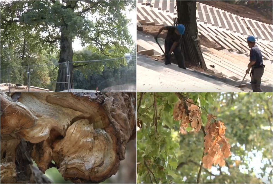 Rekonstruojant Dainų slėnį žalojami medžiai – po kelerių metų nemažai jų žus
