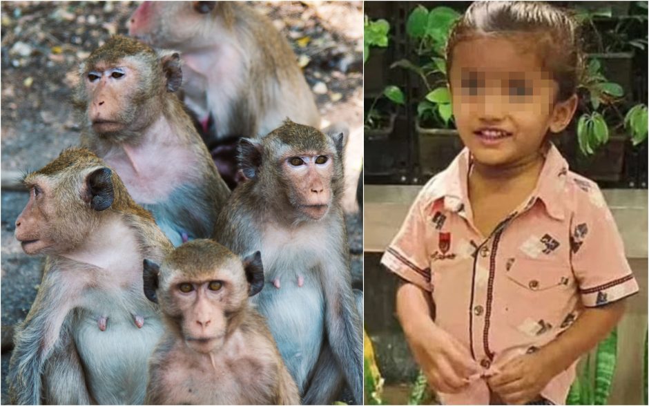 Beždžionės užmušė žaidžiantį berniuką: trimetis mirė vietoje