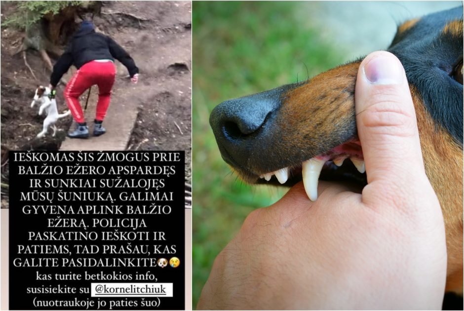 Šeimininkai šaukiasi pagalbos: nepažįstamasis prie ežero apspardė ir sužalojo šunį