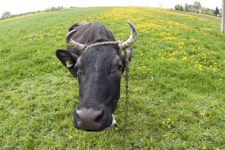 „Krekenavos agrofirmoje“ galvijas ragais sužalojo moterį