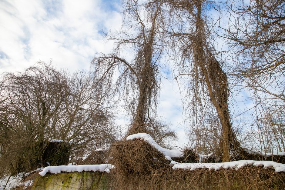 Nykstantį Linkuvos dvaro parką Kaunas sieks prikelti antram gyvenimui