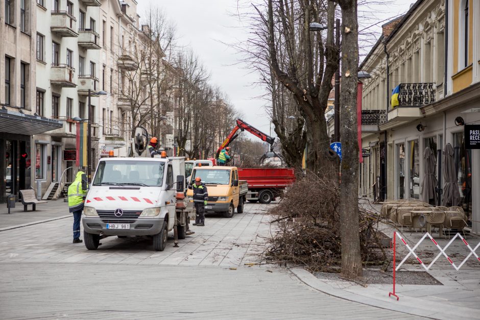 Nugenėjus Laisvės alėjos liepas, neliko ir lizdo