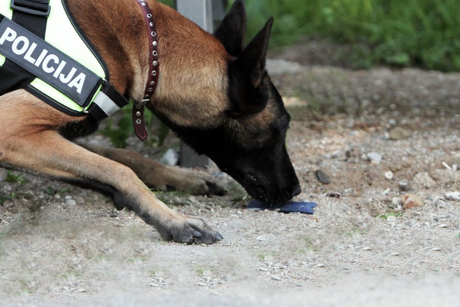 Policijai rasti namuose paslėptus narkotikus padėjo tarnybinis šuo