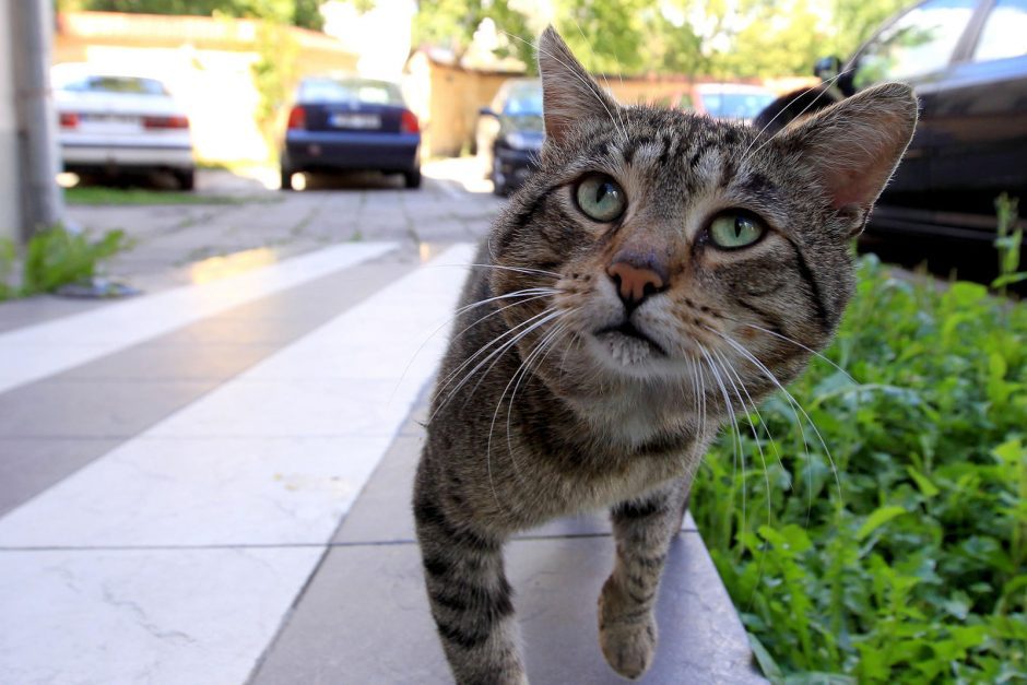 Vilniaus rajone, namo kieme, 64-erių vyras nušovė katiną