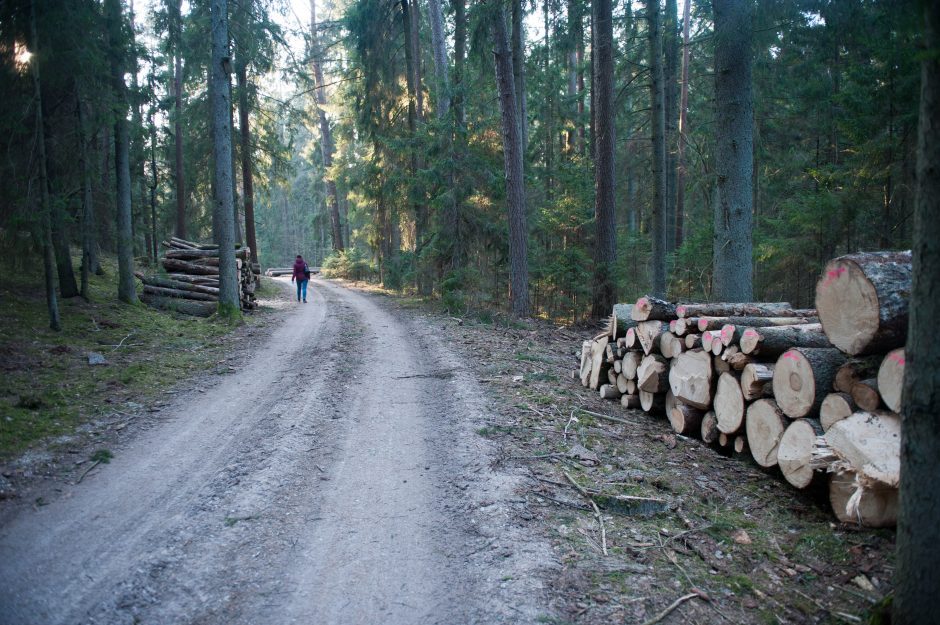 Miškų urėdija turės atlyginti žalą už 2014-aisiais neteisėtai iškirstus miškus