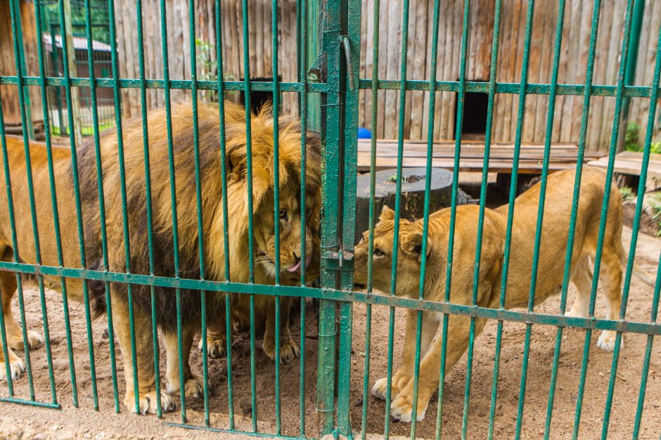 Plėšrūnų prižiūrėtojas: su gyvūnais patiri mažiau streso nei su žmonėmis