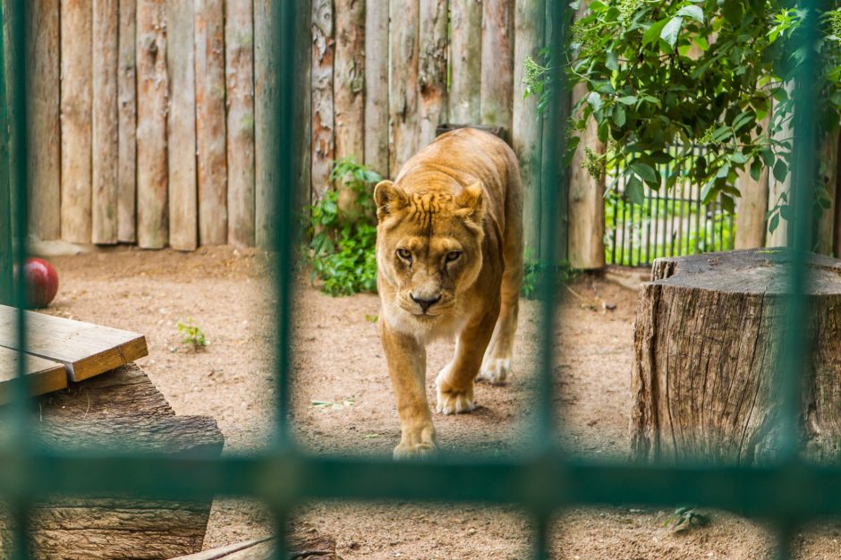 Plėšrūnų prižiūrėtojas: su gyvūnais patiri mažiau streso nei su žmonėmis