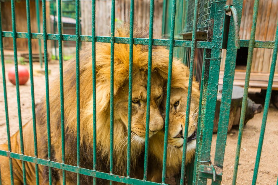 Plėšrūnų prižiūrėtojas: su gyvūnais patiri mažiau streso nei su žmonėmis