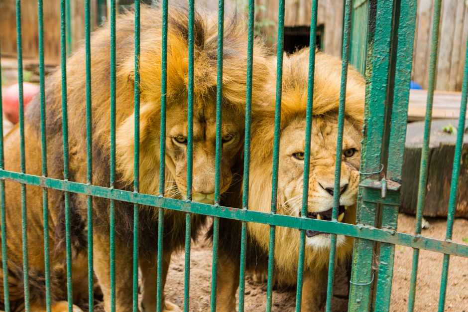 Plėšrūnų prižiūrėtojas: su gyvūnais patiri mažiau streso nei su žmonėmis