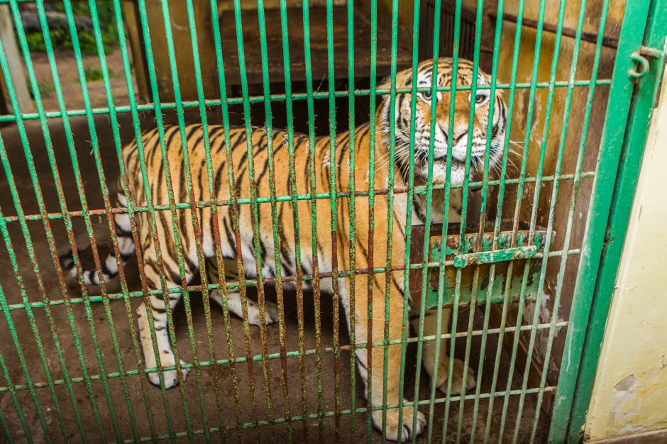 Plėšrūnų prižiūrėtojas: su gyvūnais patiri mažiau streso nei su žmonėmis