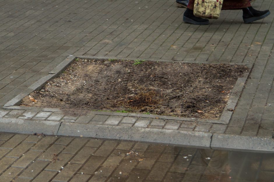 Vairuotojų įžūlumui nėra ribų: laužo jaunus medelius