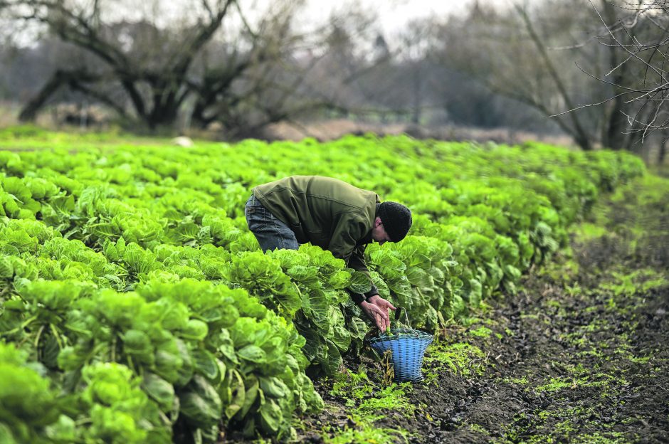 ES ūkiai be pesticidų: tvarumas ūkininkams kainuoja galvos skausmą